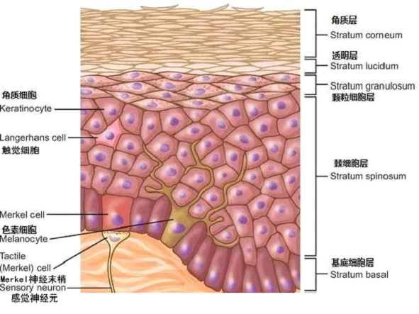 孚美达乳膏是如何淡化皮肤色素的？